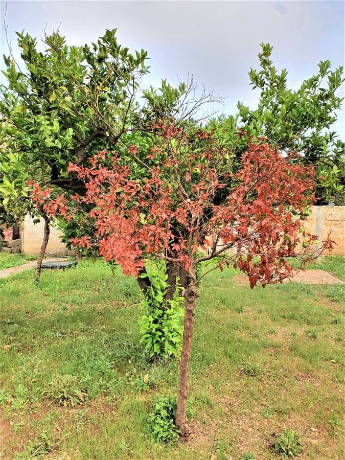 Villa Nel Salento - Ampie Camere E Giardino, Fino A 9 Persone Barbarano del Capo Eksteriør bilde